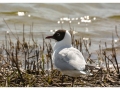 Oiseaux de la baie de Somme