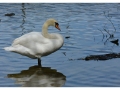 Oiseaux de la baie de Somme