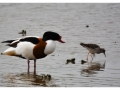 Oiseaux de la baie de Somme