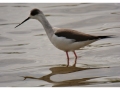 Oiseaux de la baie de Somme