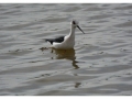 Oiseaux de la baie de Somme