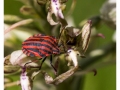 Insectes