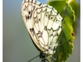 Insectes