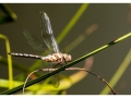 Insectes