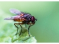 Insectes