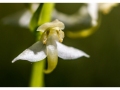 Orchidées du Vexin