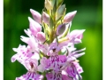Orchidées du Vexin