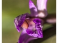 Orchidées du Vexin