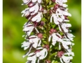 Orchidées du Vexin