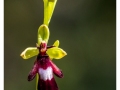 Orchidées du Vexin