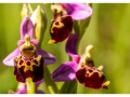 Orchidées du Vexin