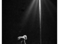 Delphine Série Circus