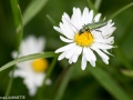 HLA_02